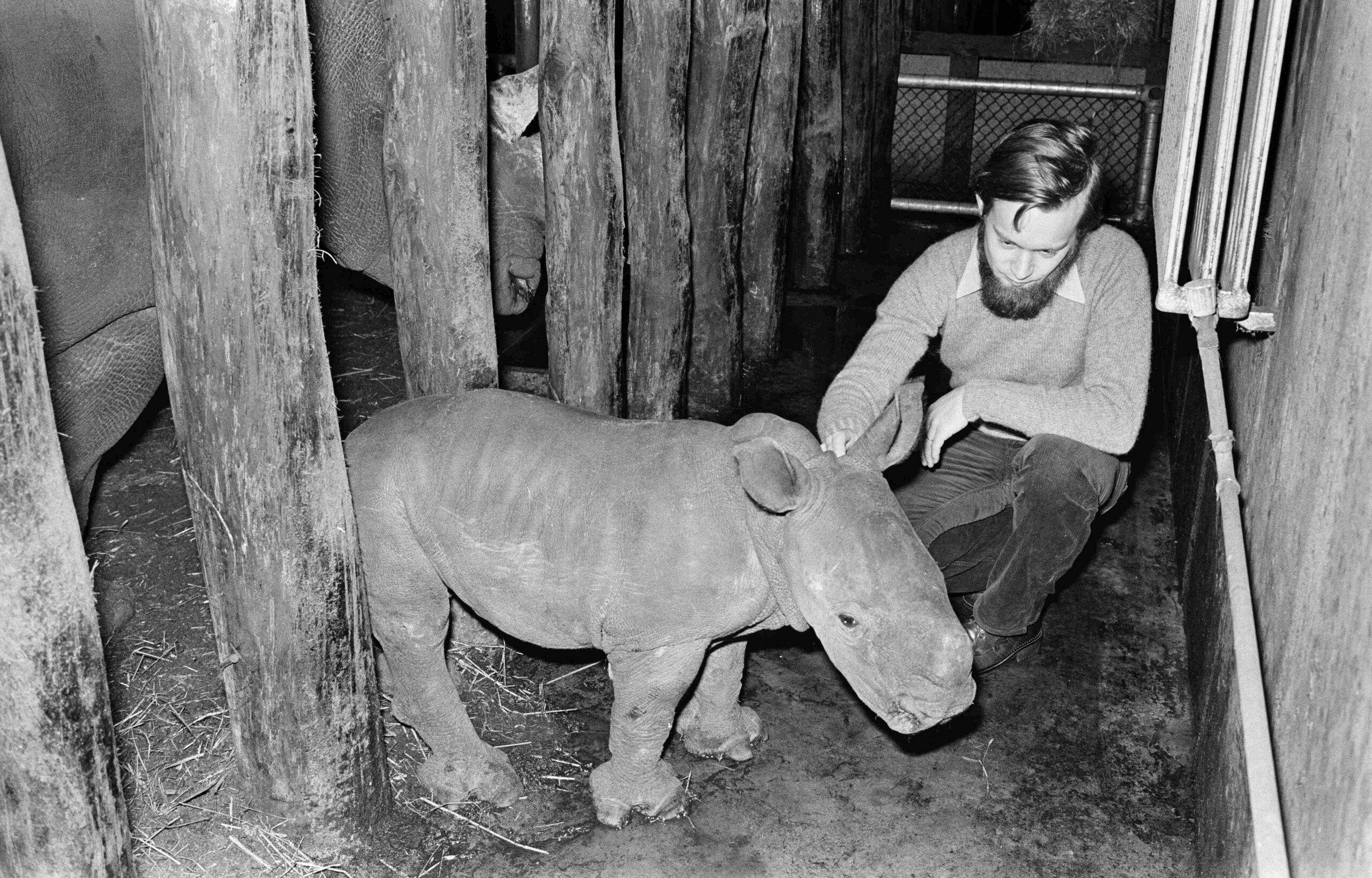 Arnhem 1977 Young rhino