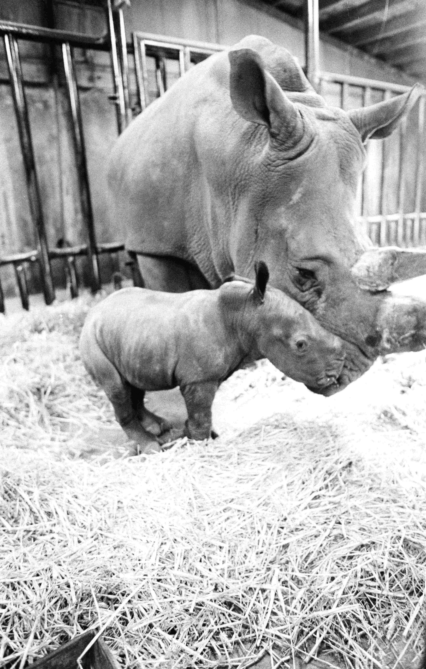 Arnhem 1981 white rhino