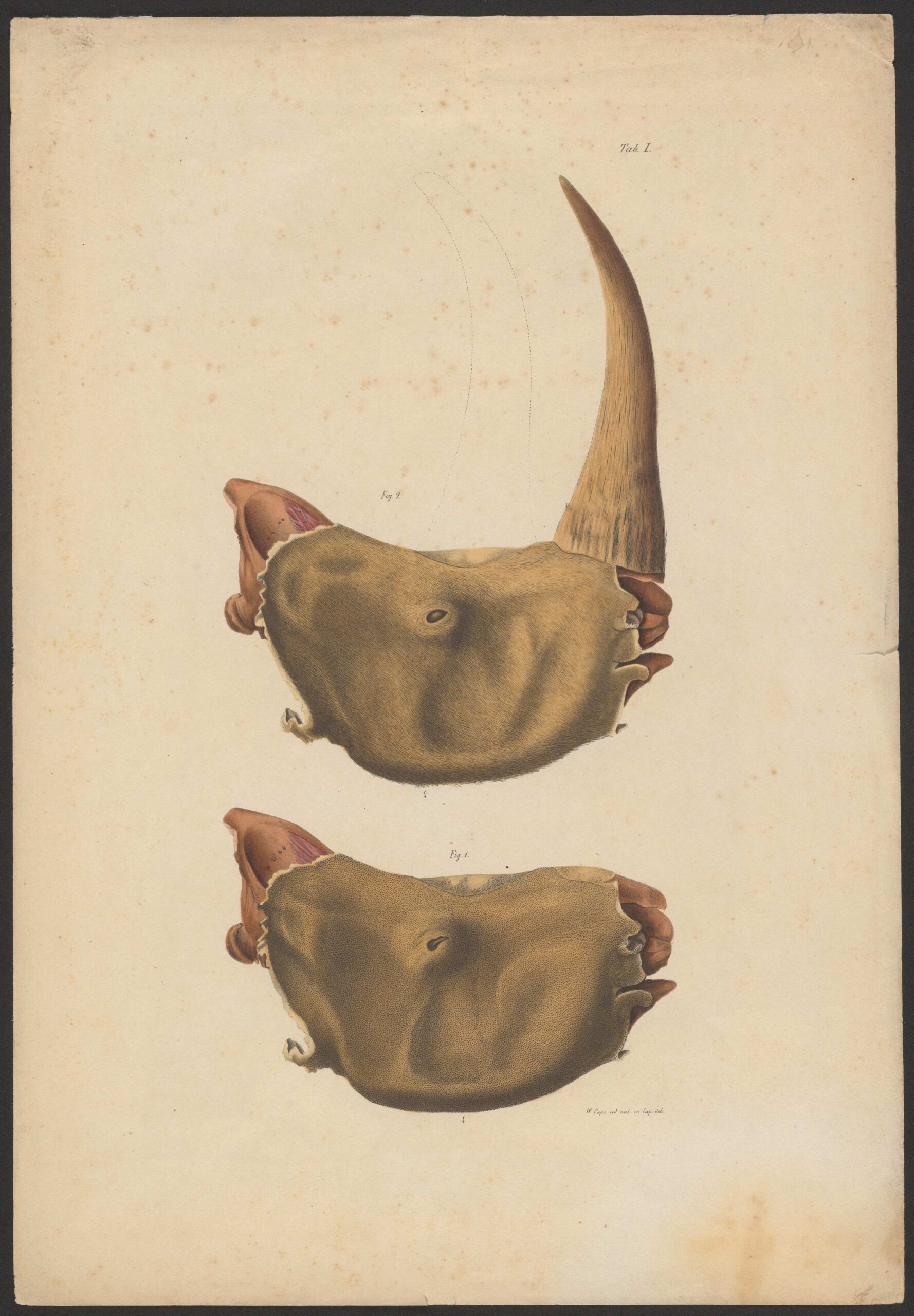 Pape 1849 – woolly rhino