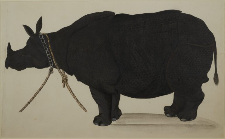 Lucknow 1789 Captive rhino