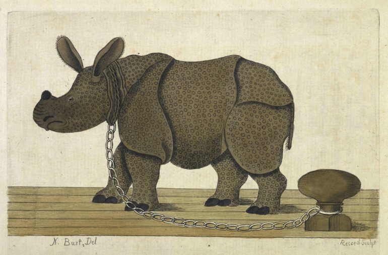 Burt 1791 Captive Young Rhino
