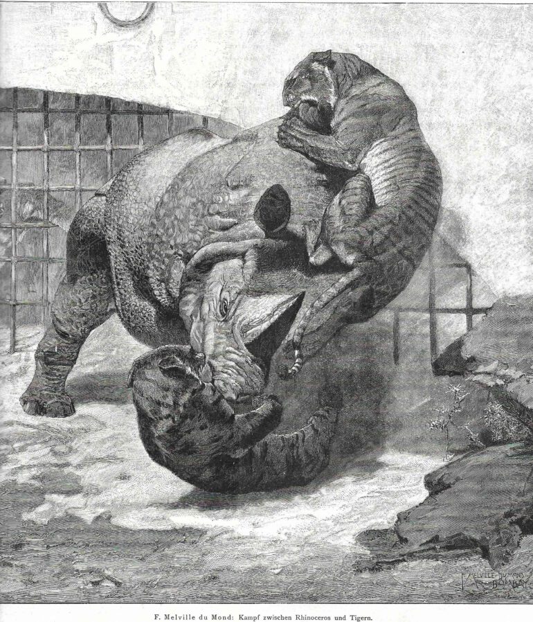 Rhino battling a tiger