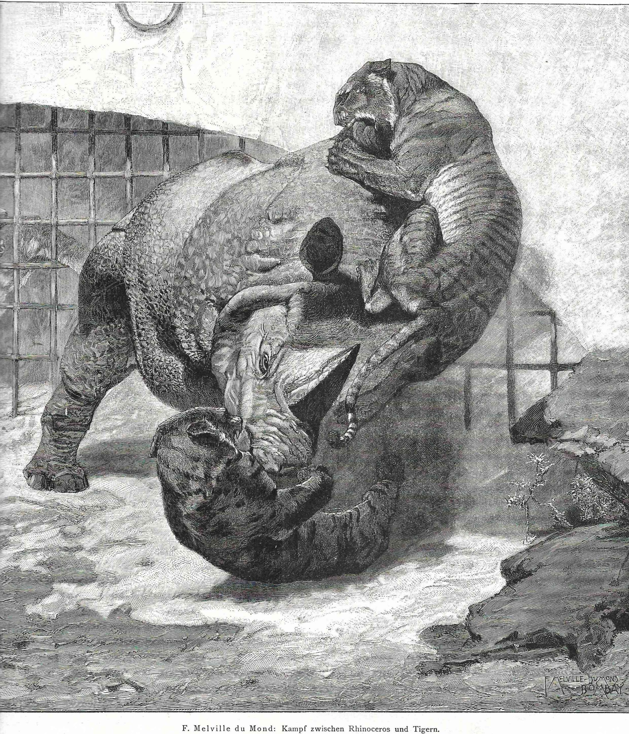 Rhino battling a tiger