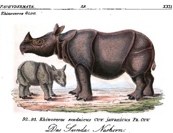 Reichenbach 1846 Sunda Nashorn