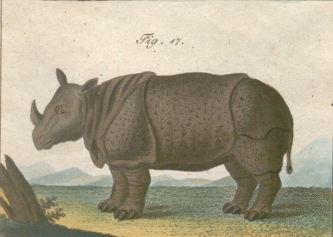 Gmelin 1809 Naturgeschichte Detail