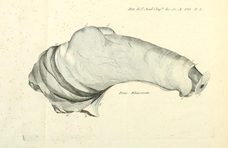 Sparrman 1779 Organe de Generation