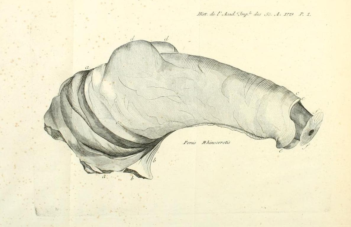 Sparrman 1779 Organe de Generation