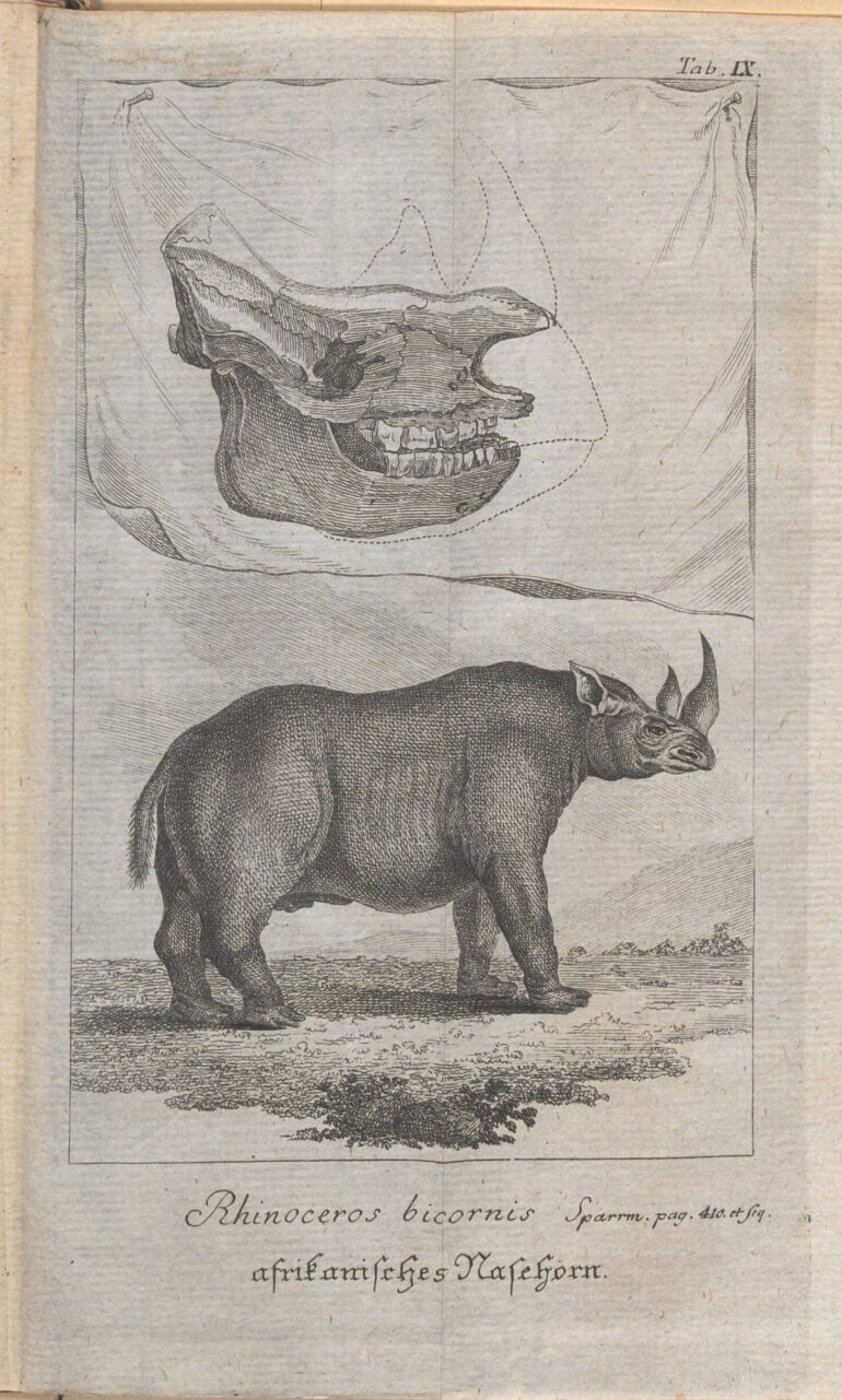 Sparrman 1784 Afrikanisches Nasehorn