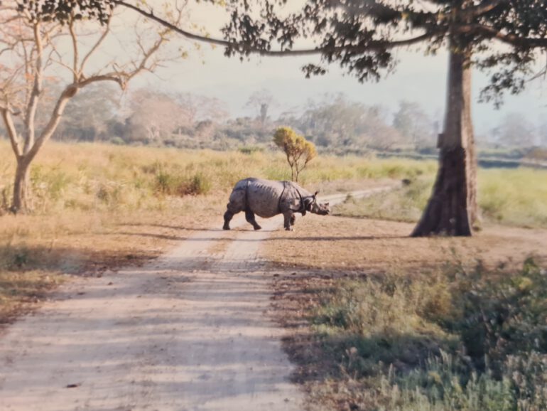 Kaziranga 1996