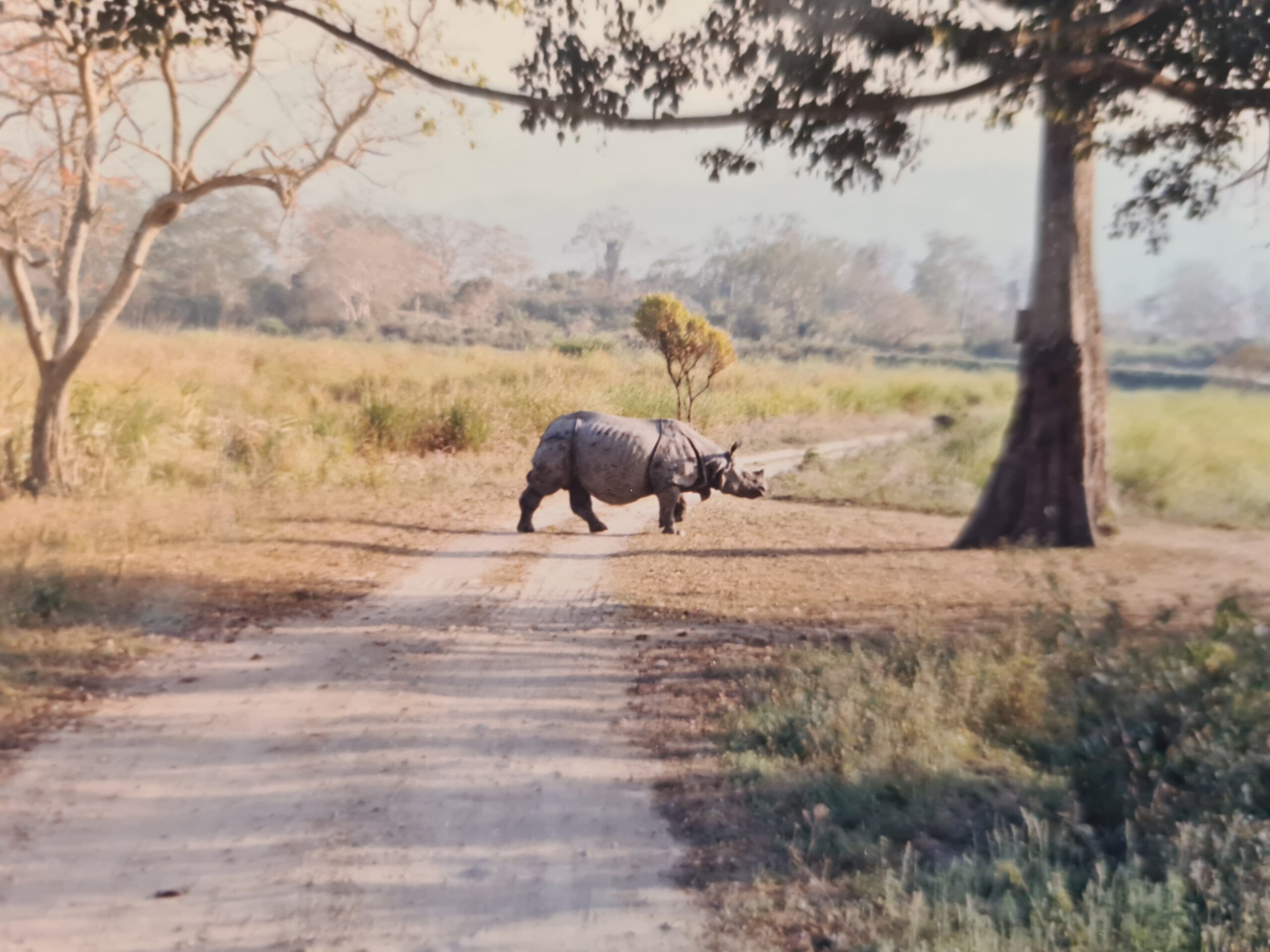 Kaziranga 1996