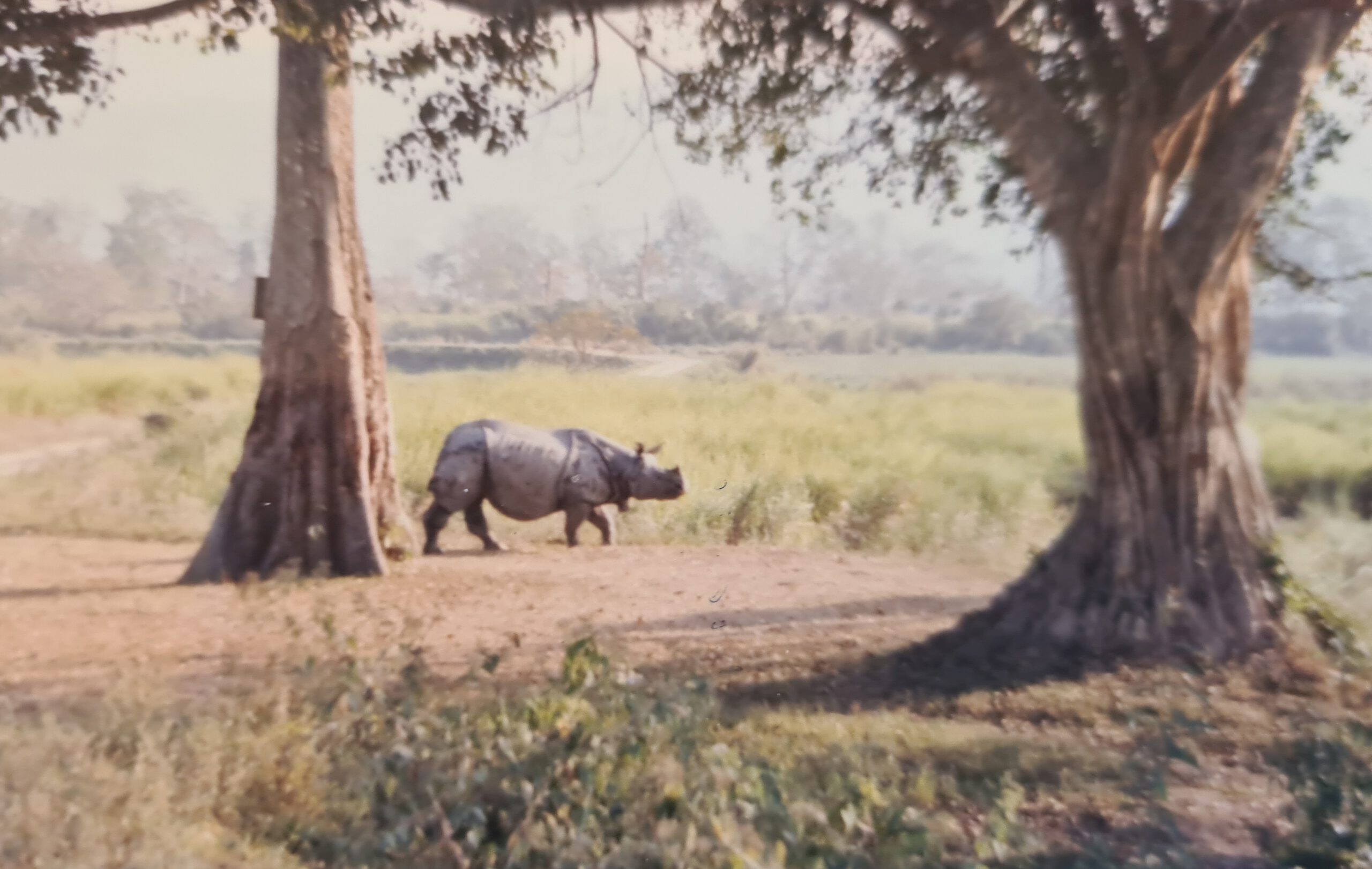 Kaziranga 1996