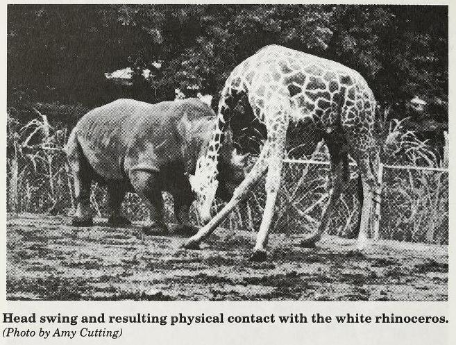 White rhino and Giraffe in Honolulu