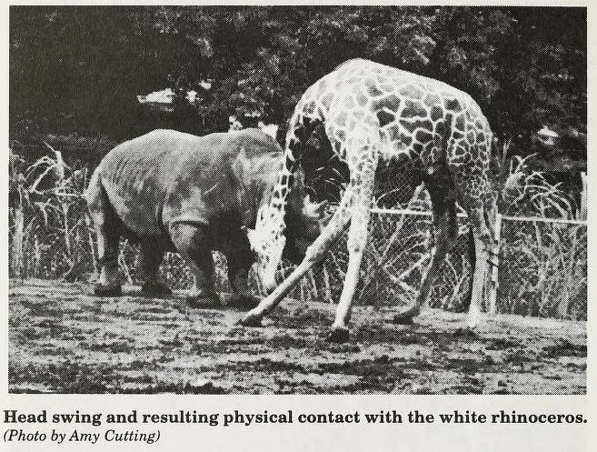 White rhino and Giraffe in Honolulu