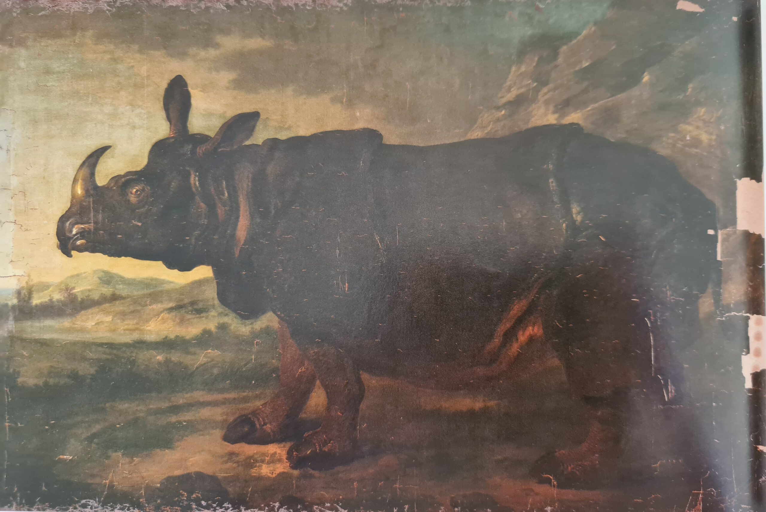 Oudry Rhinoceros restoration