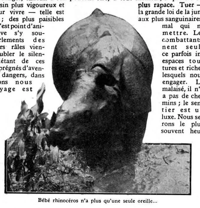 Buck torn ear rhino