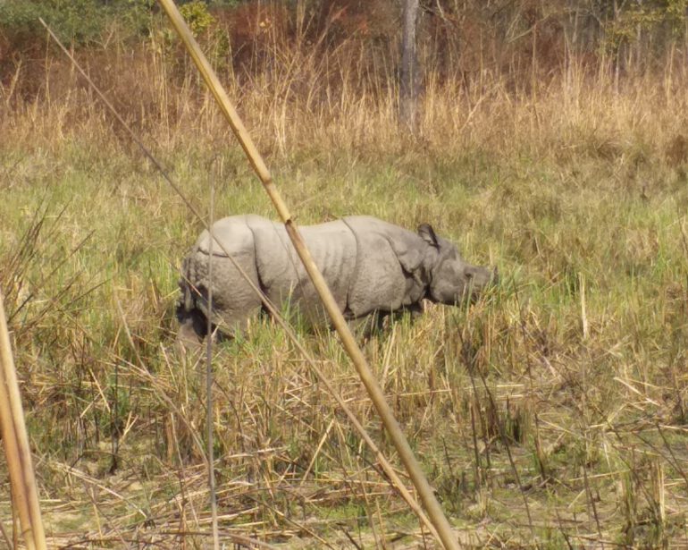 Chitwan rhino