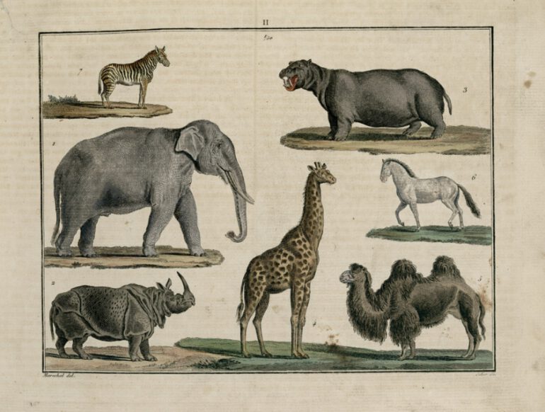 Plate with Funke’s natural History