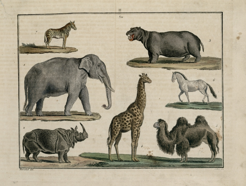 Plate with Funke’s natural History
