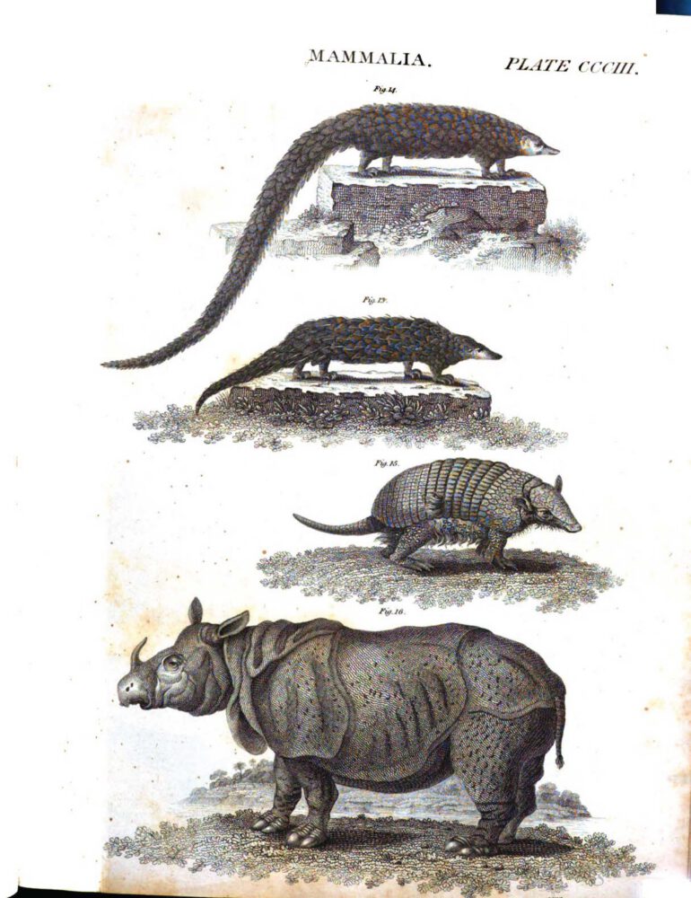 Britannica 1817 R. unicornis