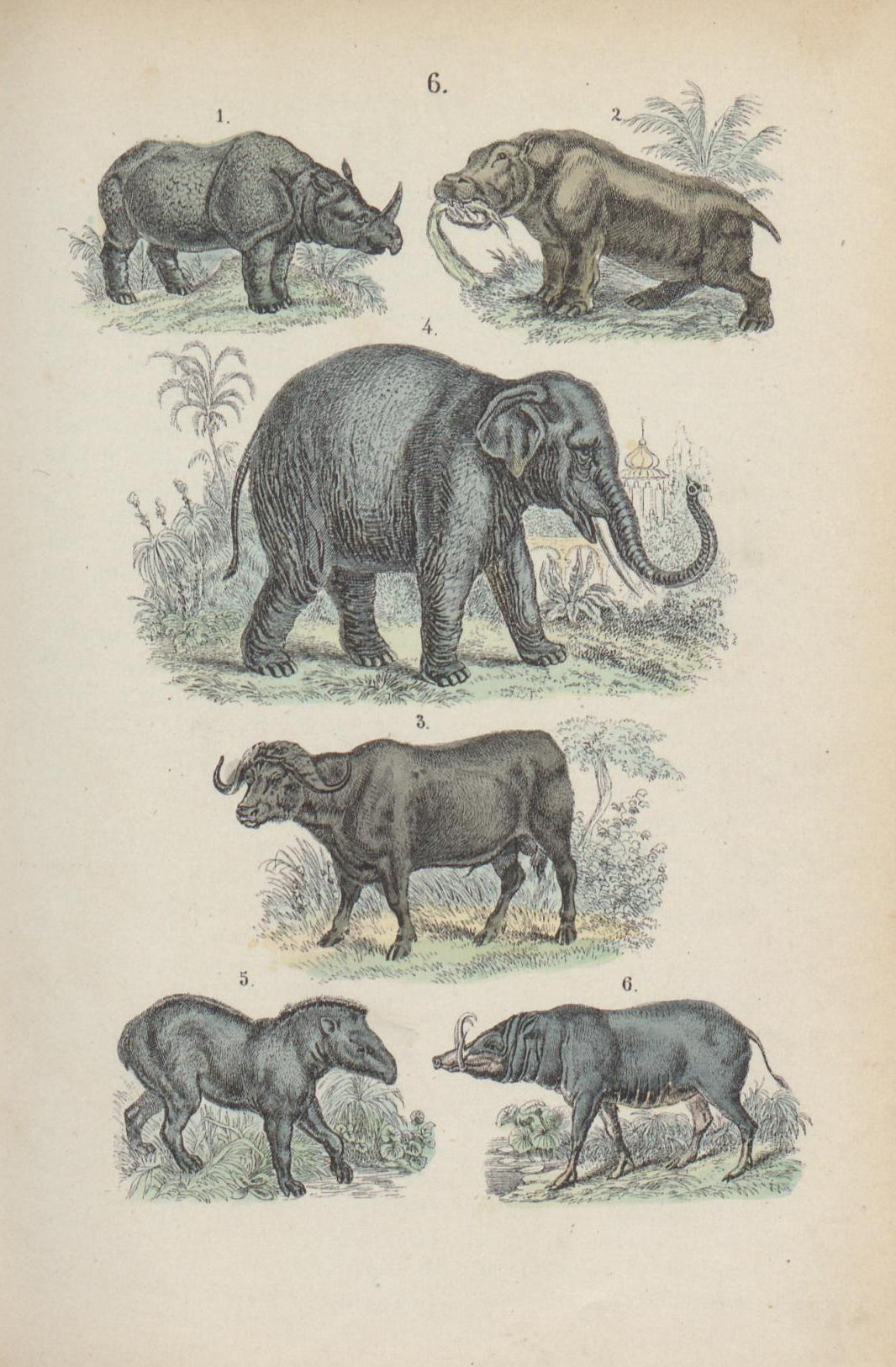 Martin 1890 Naturgeschichte