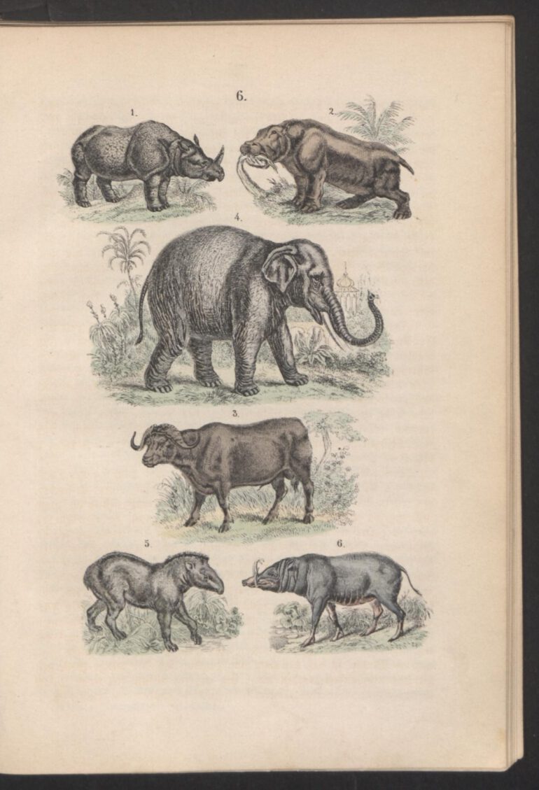 Martin 1885 Naturgeschichte