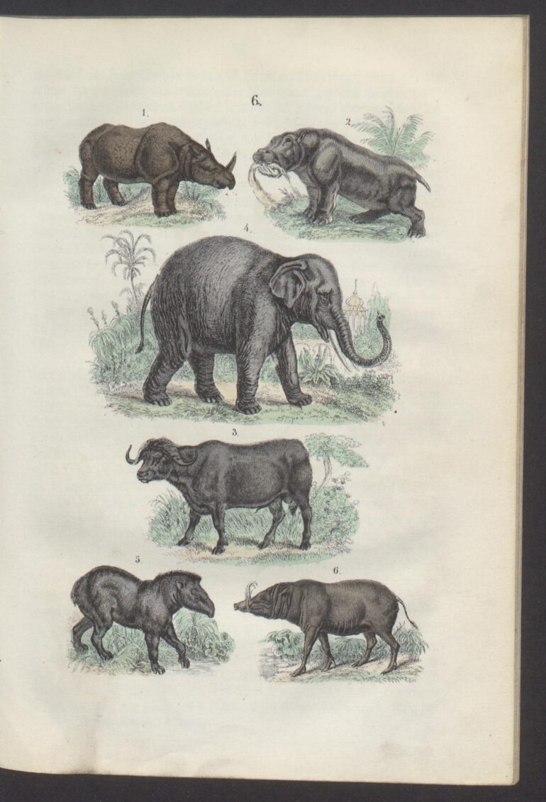 Martin 1876 Naturgeschichte