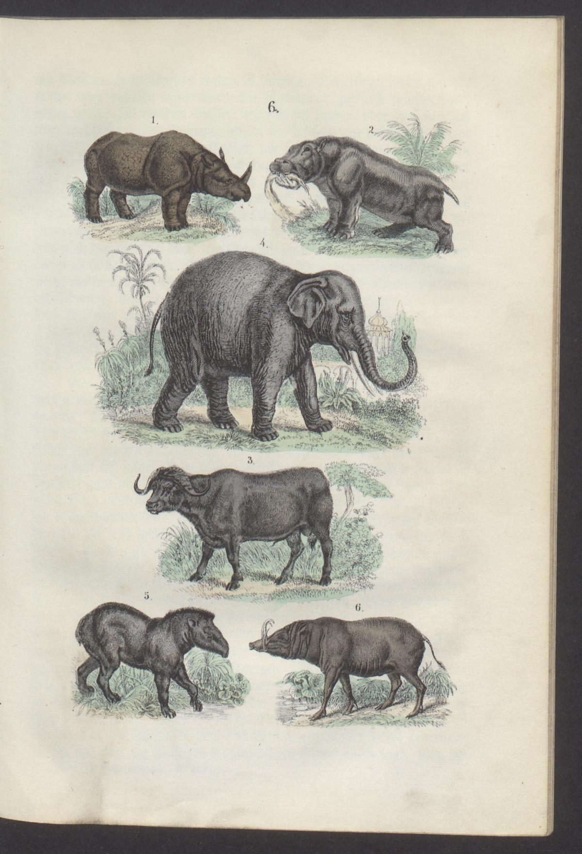 Martin 1876 Naturgeschichte