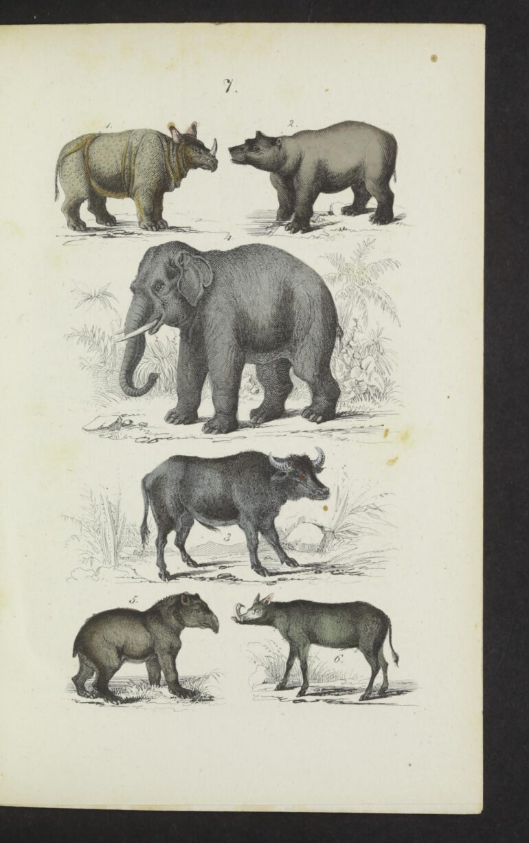 Schubert 1856 Naturgeschichte