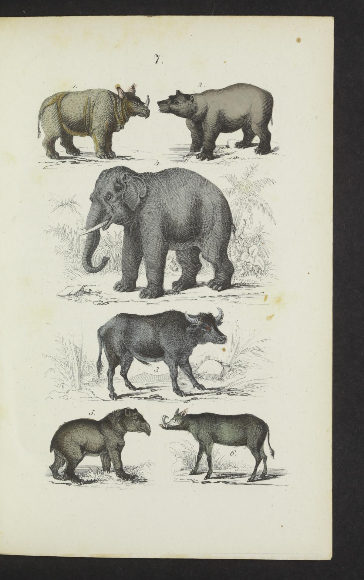 Schubert 1856 Naturgeschichte