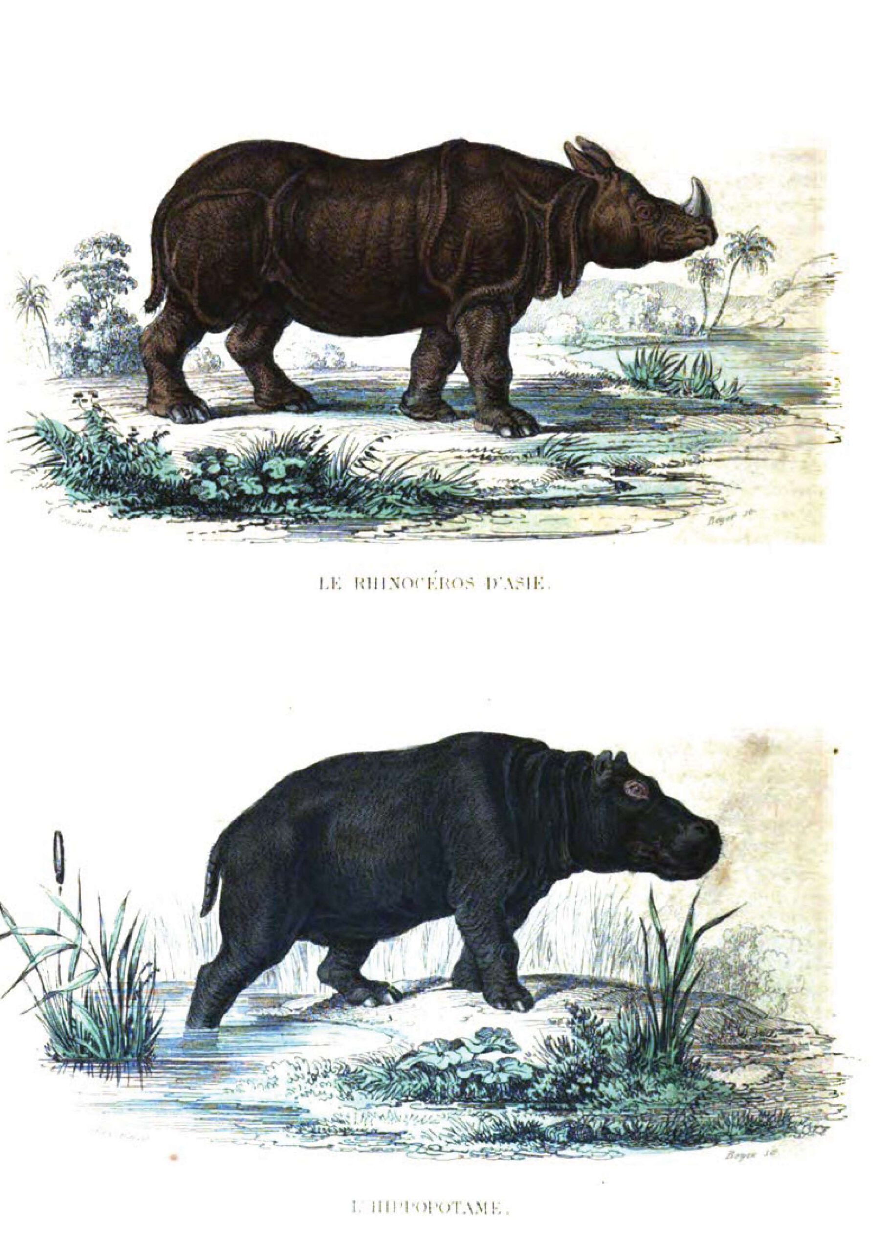 Buffon 1837 Furne edition