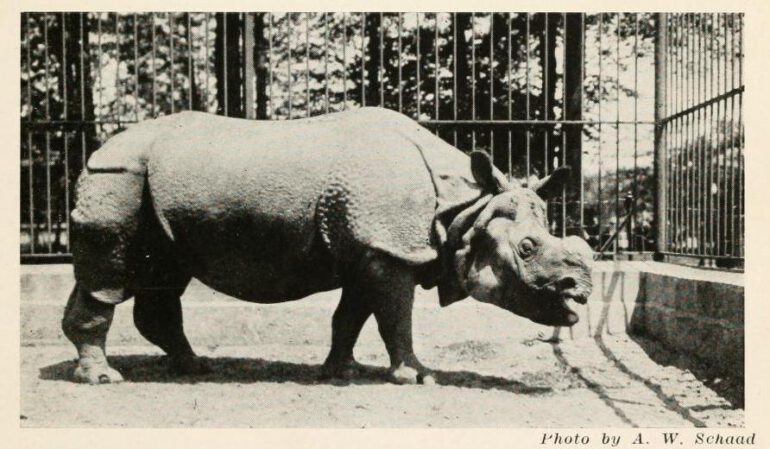 New York 1917 horn removed