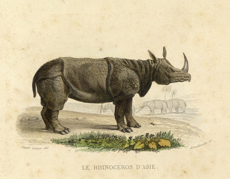 Buffon 1837 Janet Lange