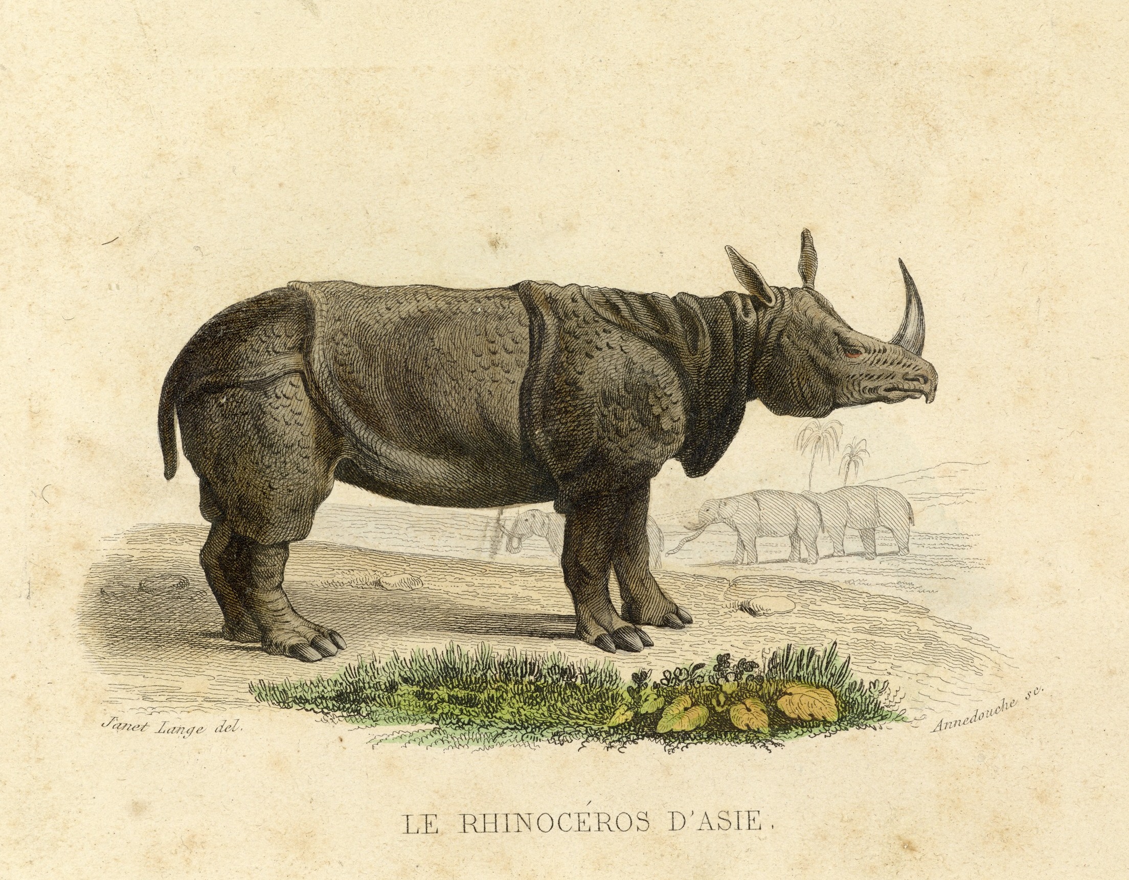 Buffon 1837 Janet Lange