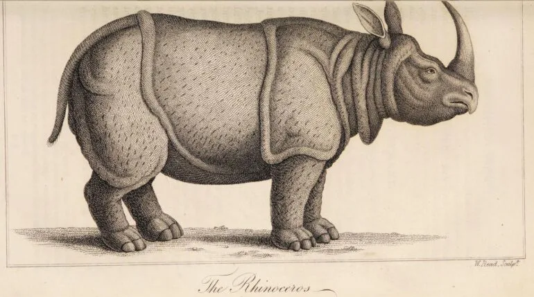 Shaw 1823 One horned rhino — Rhino Resource Center