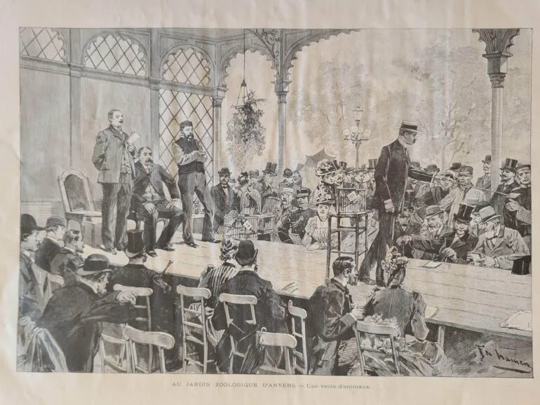 Antwerp Zoo 1893 animals for sale