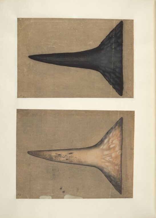 Rhino horn drawings 18th century