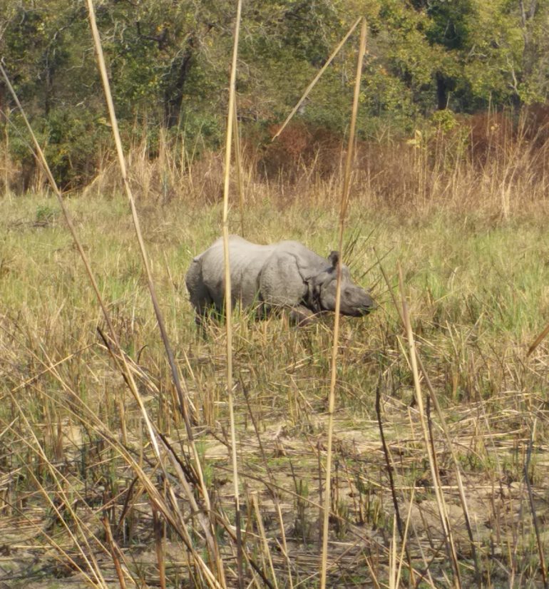 Chitwan Rhino 2019