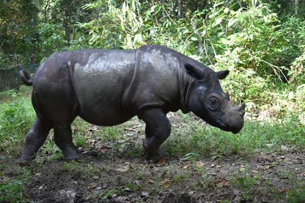 Sumatran rhino