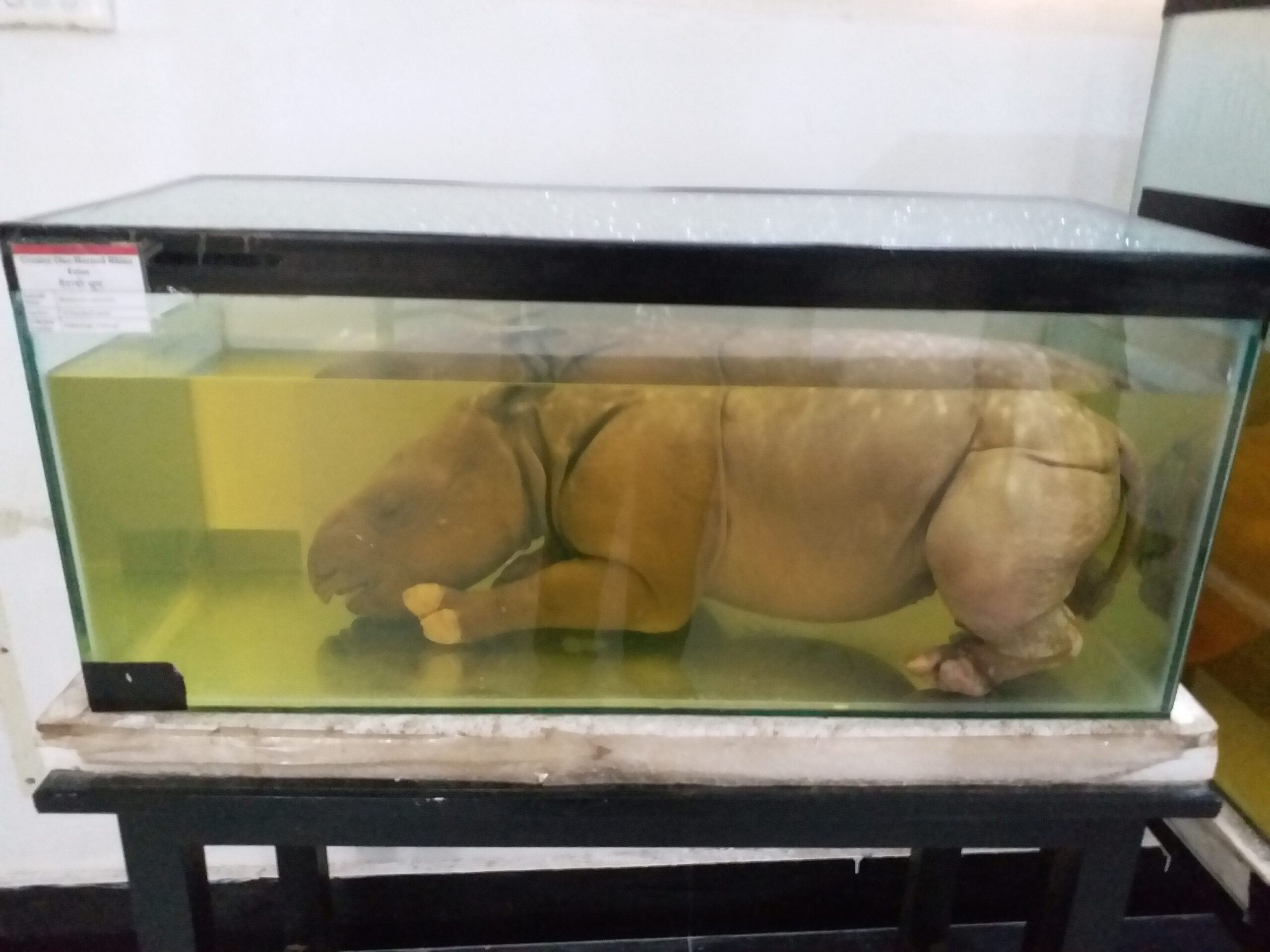 Embryo of Indian rhino