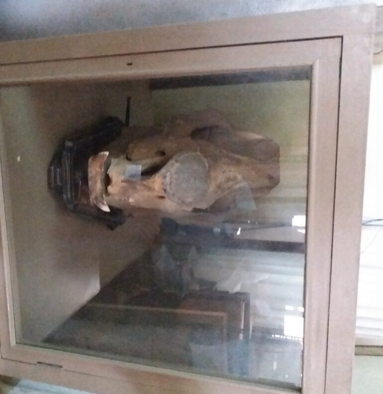 Skull in Kaiser Library