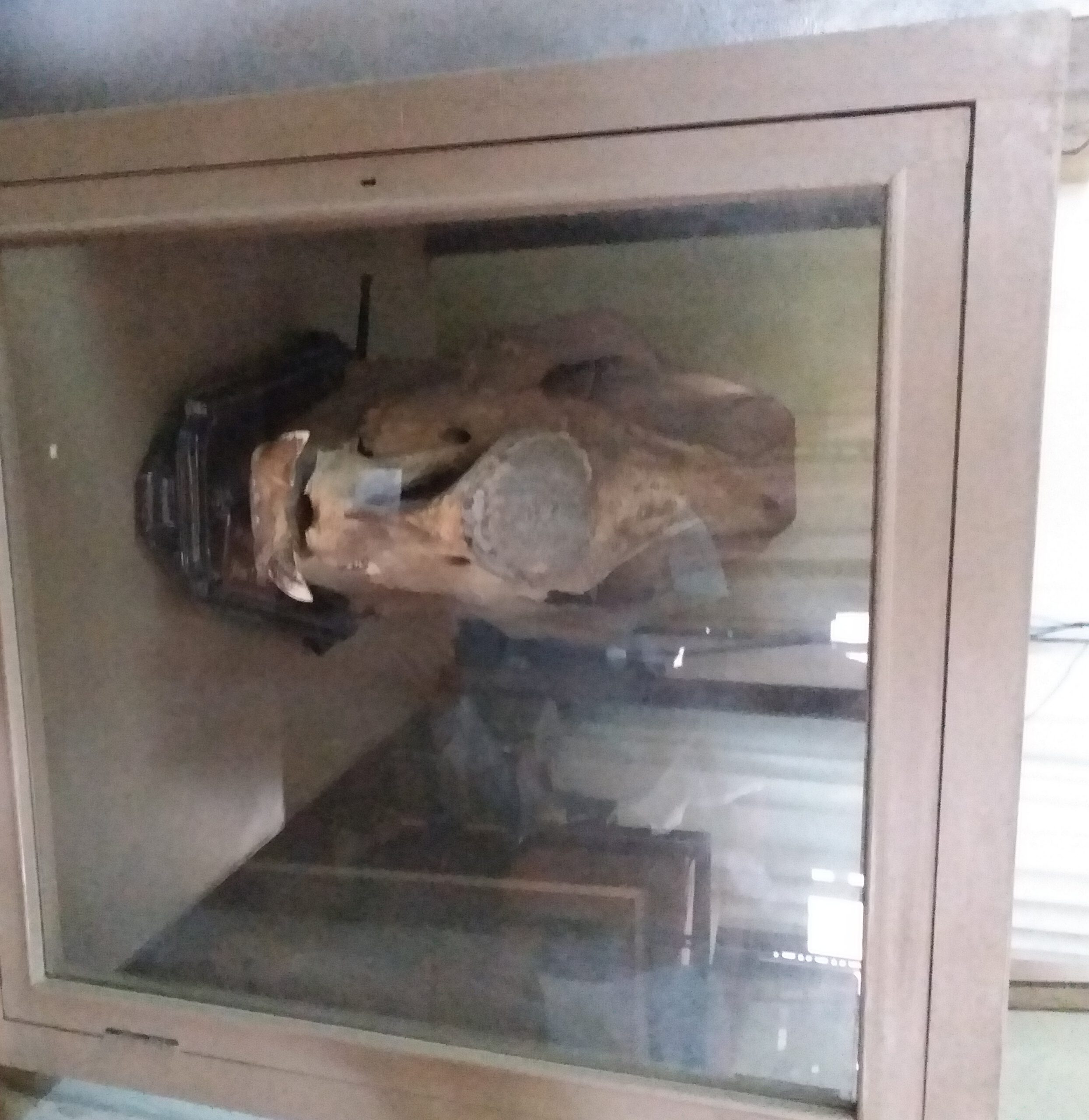 Skull in Kaiser Library