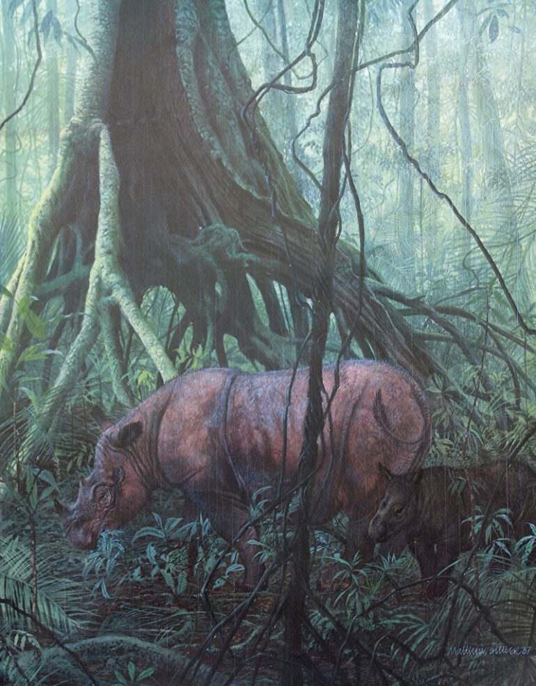 Hillier art of Sumatran rhino