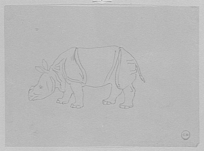 Morea study of rhino