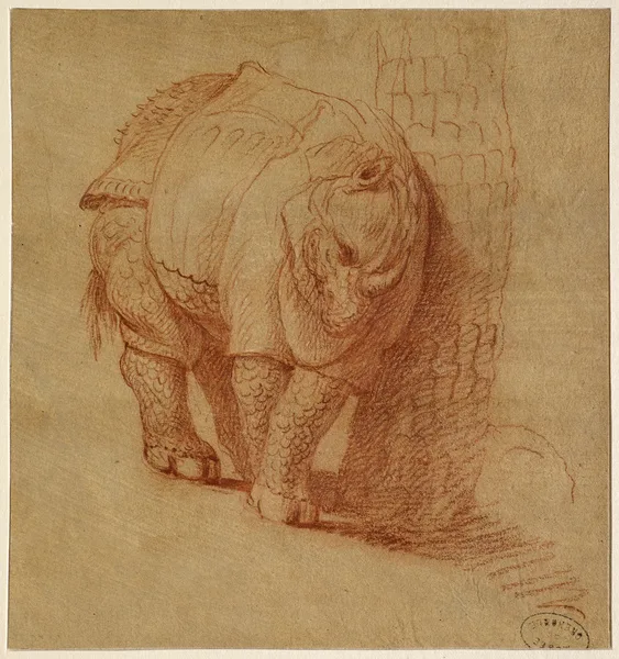 Ridinger drawing of rhino rubbing to tree