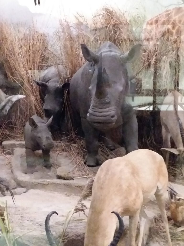 Nile rhino of Powell Cotton