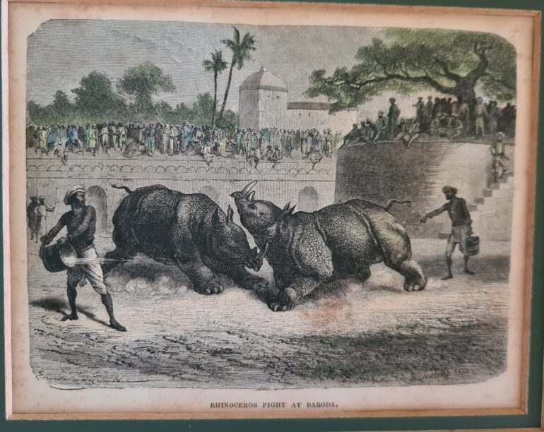 Rhino fight in Baroda