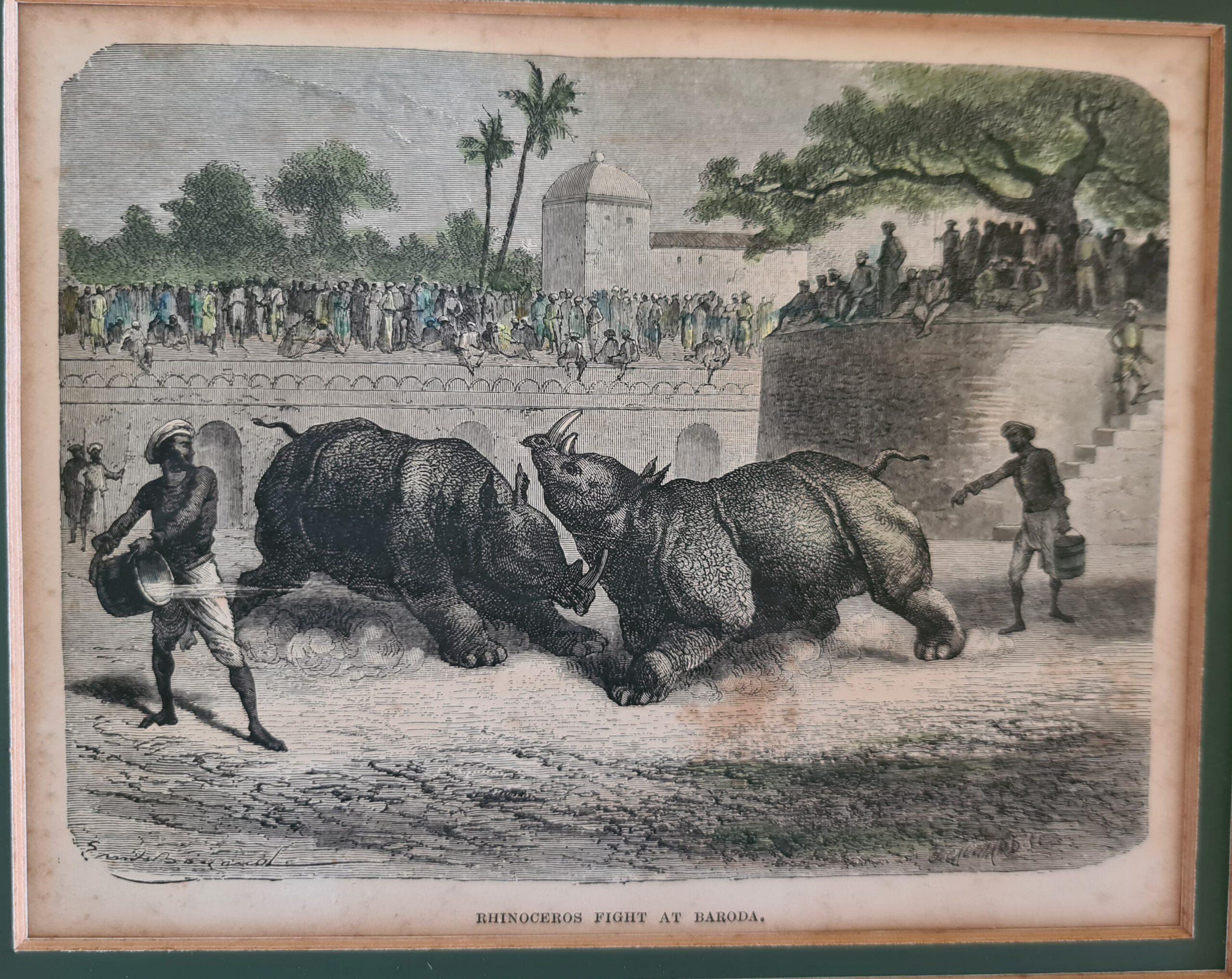 Rhino fight in Baroda