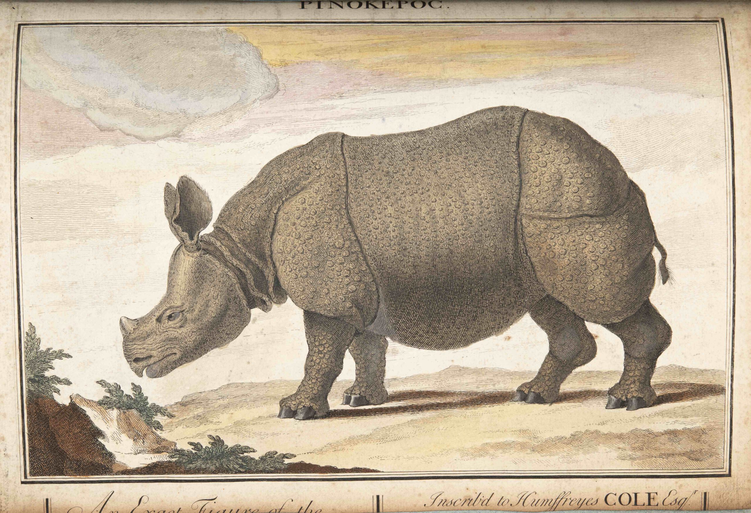 Parsons 1739 PINOKEROC in colour