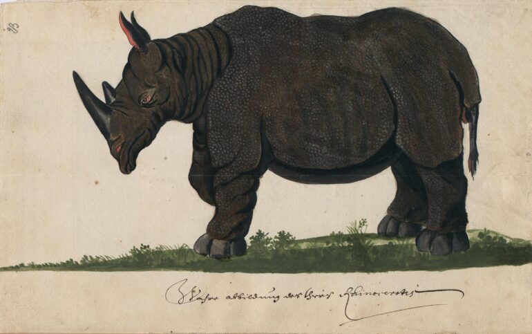 Cleyer 1680 Sumatran rhino
