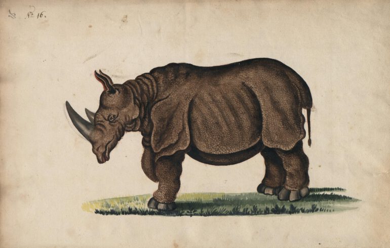Cleyer 1680 double-horned rhino